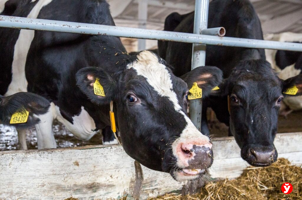 Бонус 200 базовых молодым специалистам — на каком предприятии в Слуцком районе такие условия