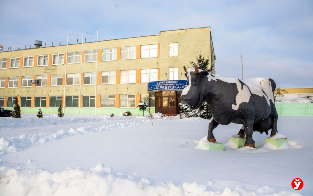 Как в Березино варят сыры, которые Россия раскупает быстрее, чем они созревают