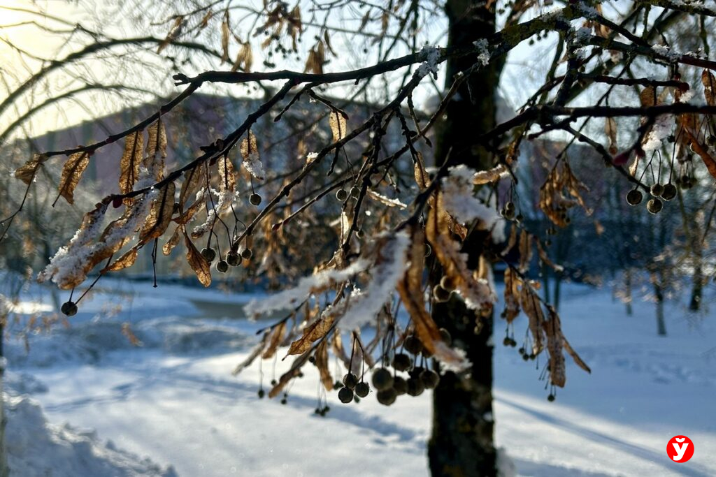 Больше снега и морозы. Какая погода ждет белорусов 16 февраля