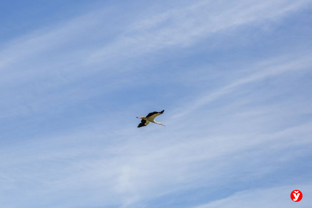 Первые белые аисты начали возвращение из Африки в Беларусь