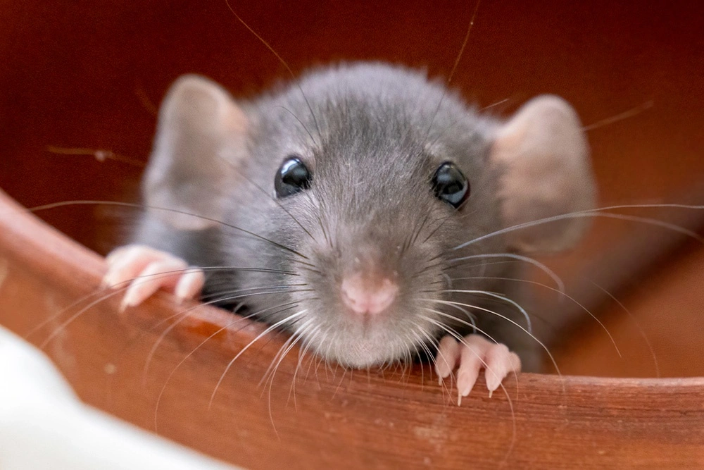 Фото мыши в столичном магазине стало вирусным и привлекло внимание проверяющих