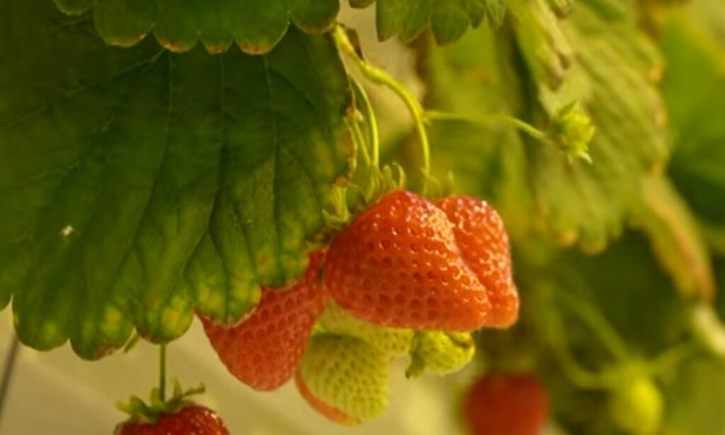 Как зимой собирают урожай спелой клубники в Минском районе