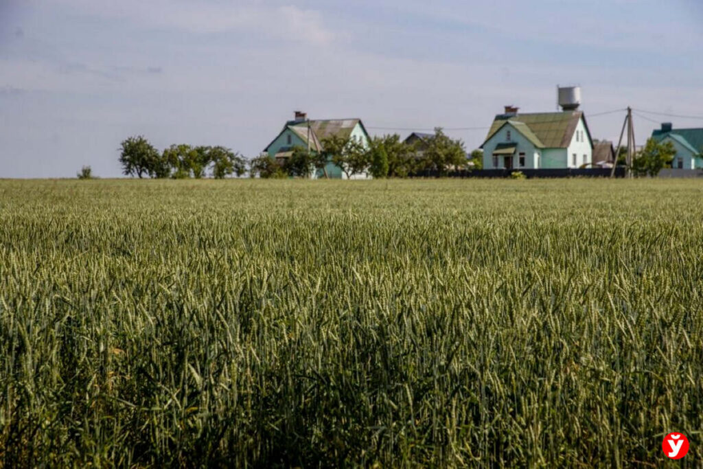 Стала известна общая стоимость всех земель Беларуси