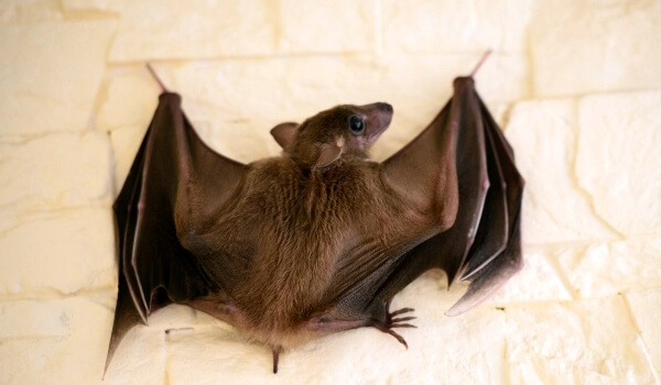 В Солигорской гимназии обнаружили летучих мышей, вызывали МЧС