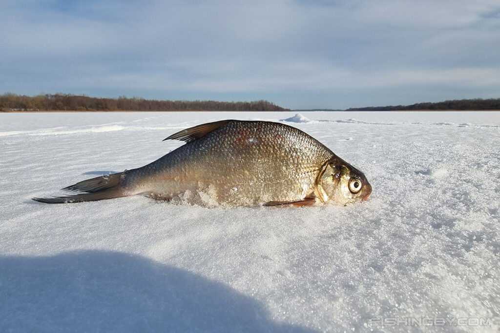 Почему белорусы могут ловить рыбу без проблем, а поляки платят и ждут