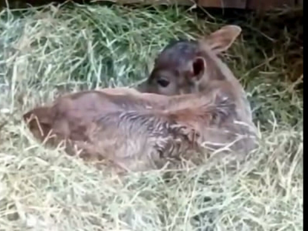 Забава пришла в мир: в Гродненском зоопарке родилась первая в 2026 году зебу