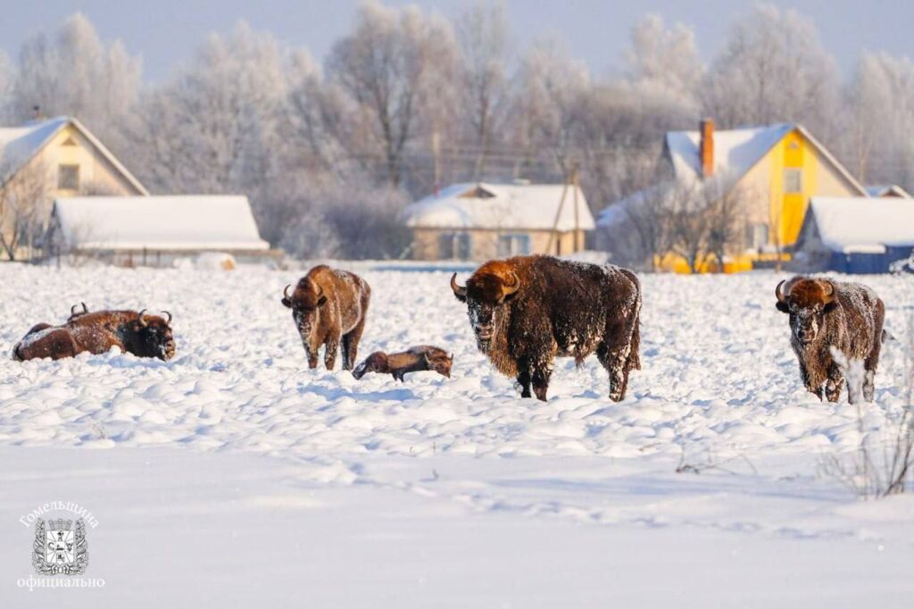 Стадо зубров приблизилось к жилым домам в Житковичском районе — почему они вышли к людям