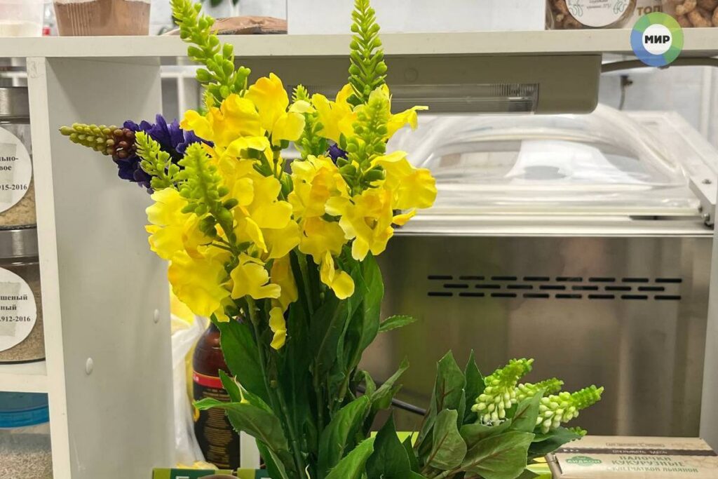 В Беларуси создали высокобелковые палочки из люпина — на вкус как кукурузные