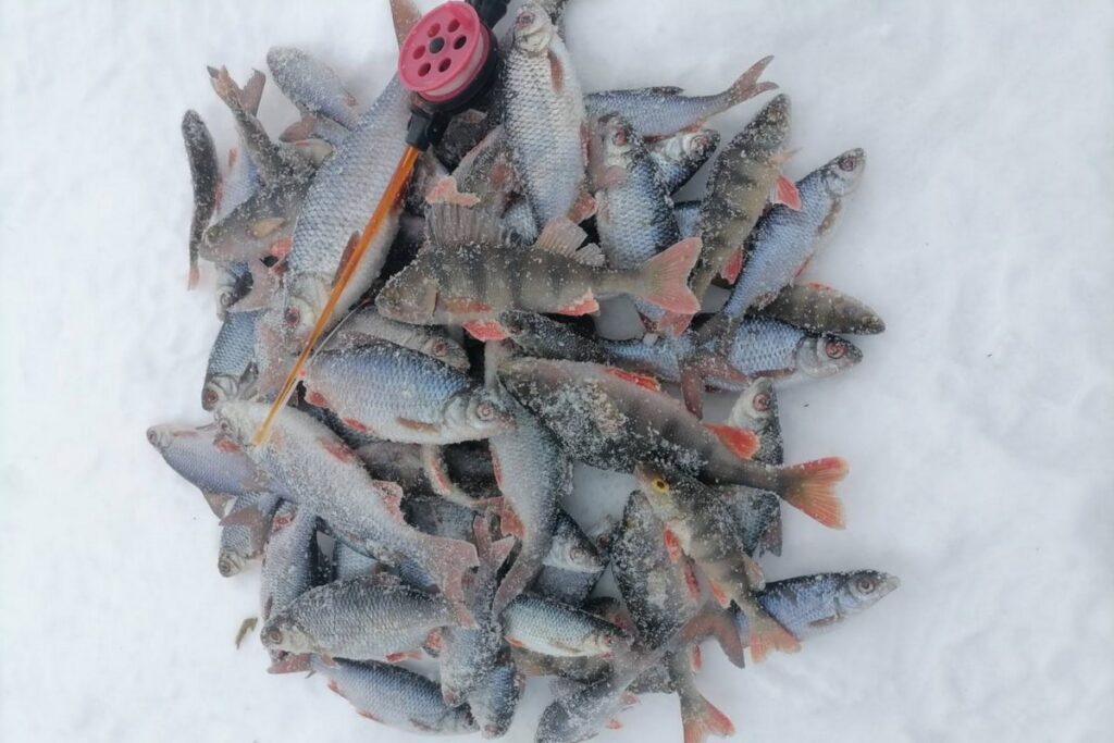 7 кг за два дня: белорусские рыбаки поделились, где и на что клюет подлещик в начале февраля