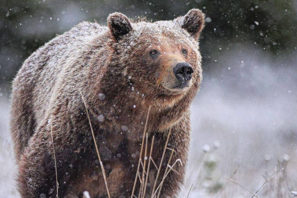Трофей в 2,2 метра и дилетанты: чем запомнился первый сезон охоты на медведя