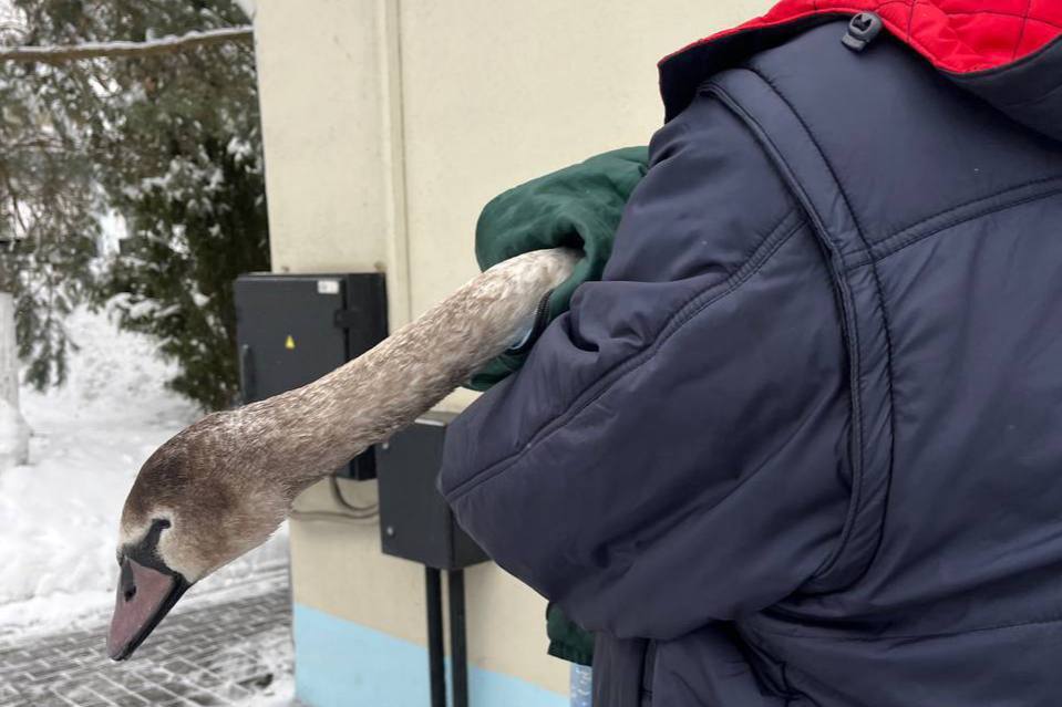 Минчанка спасла лебедя, которого клевали вороны на Комсомольском озере