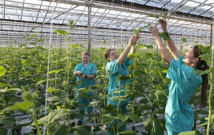 В Беларуси сняли первый в этом году урожай огурцов