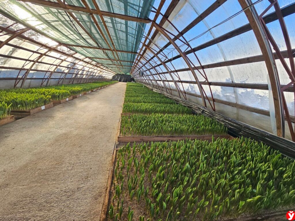 «Готовимся к буйству красок». Борисовский опытный лесхоз показал свои тюльпаны