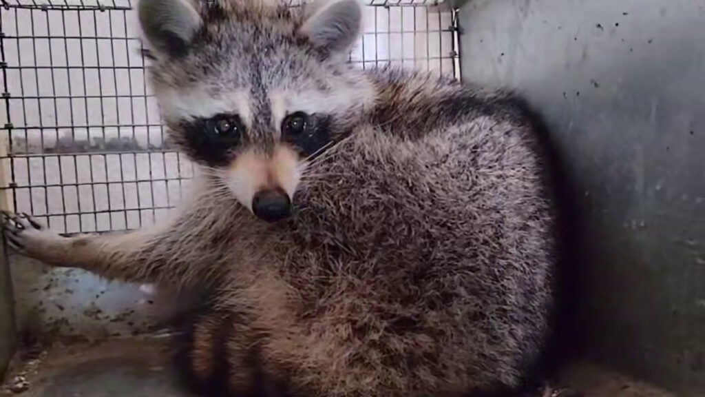 Енот-путешественник Сеня обрел новый дом – где его теперь можно увидеть