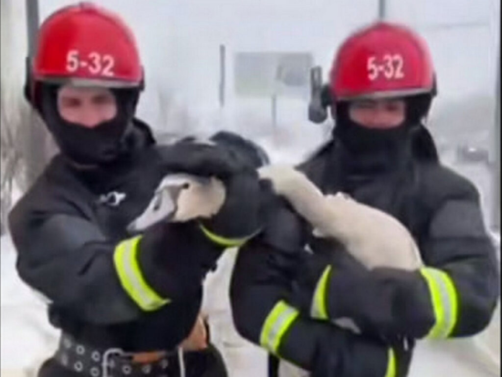 Спасли, обогрели, передадут специалистам: в Минске работники МЧС помогли лебедю