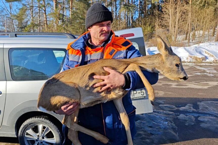 Обессиленная косуля лежала у забора в Раубичах – ее пытались спасти местные жители, МЧС и ветслужба