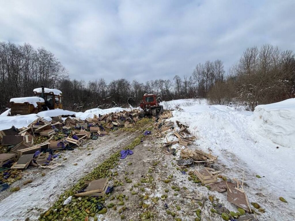 В России уничтожили почти 20 тонн польских груш, ввезенных из Беларуси без документов