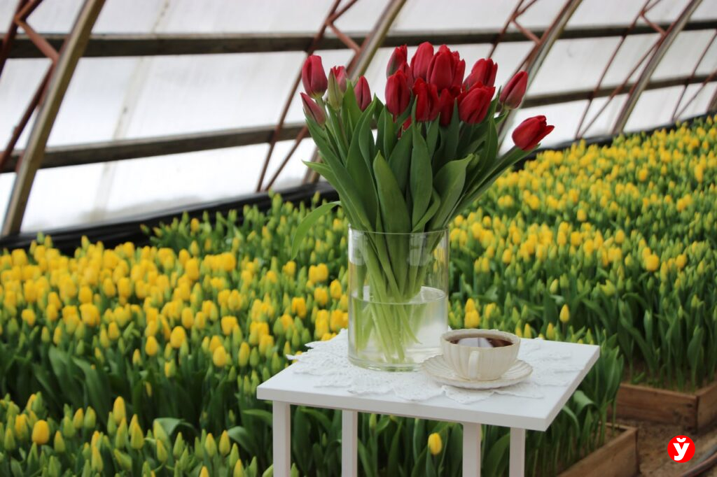 Где купить тюльпаны, которые простоят до апреля? Заглянули в борисовский питомник