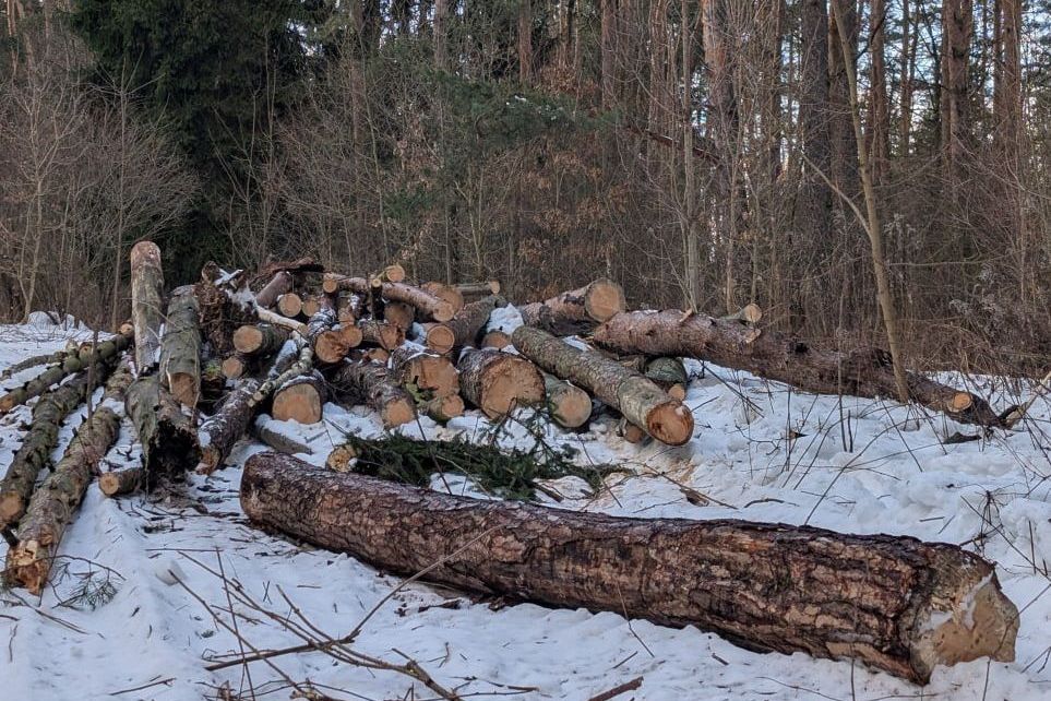 В заказнике в Мачулищах деревья вырубают из-за посетителей леса