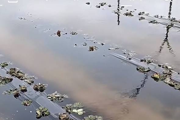 Жители Брестчины показали первые подтопления на участках и во дворах после зимы