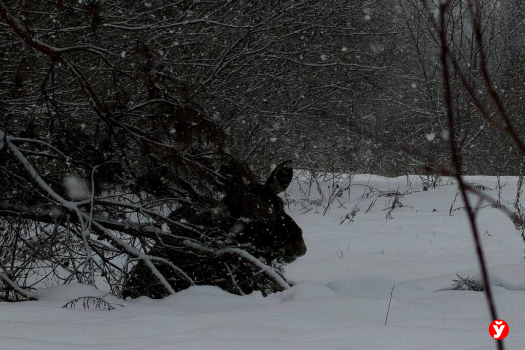 В какой области чаще всего сбивают лосей, ответили в Госинспекции