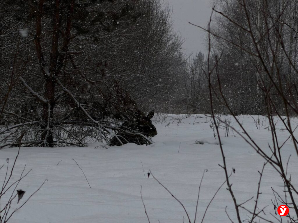 Лиса не вышла, но лось позировал — журналист «МП» сходила на февральскую охоту