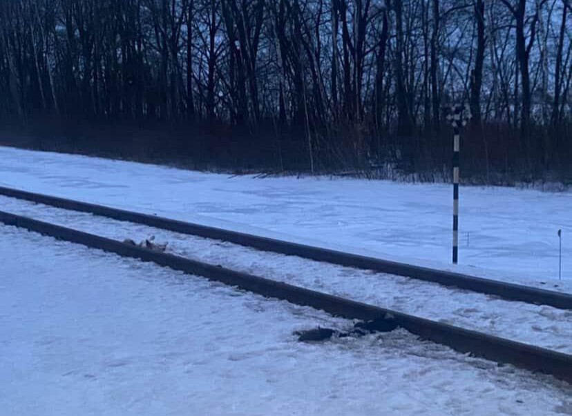 «Расстрел» или несчастный случай? Что случилось с собаками в Клецке на самом деле