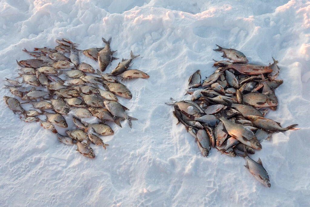 7 кг за два дня: белорусские рыбаки поделились, где и на что клюет подлещик в начале февраля