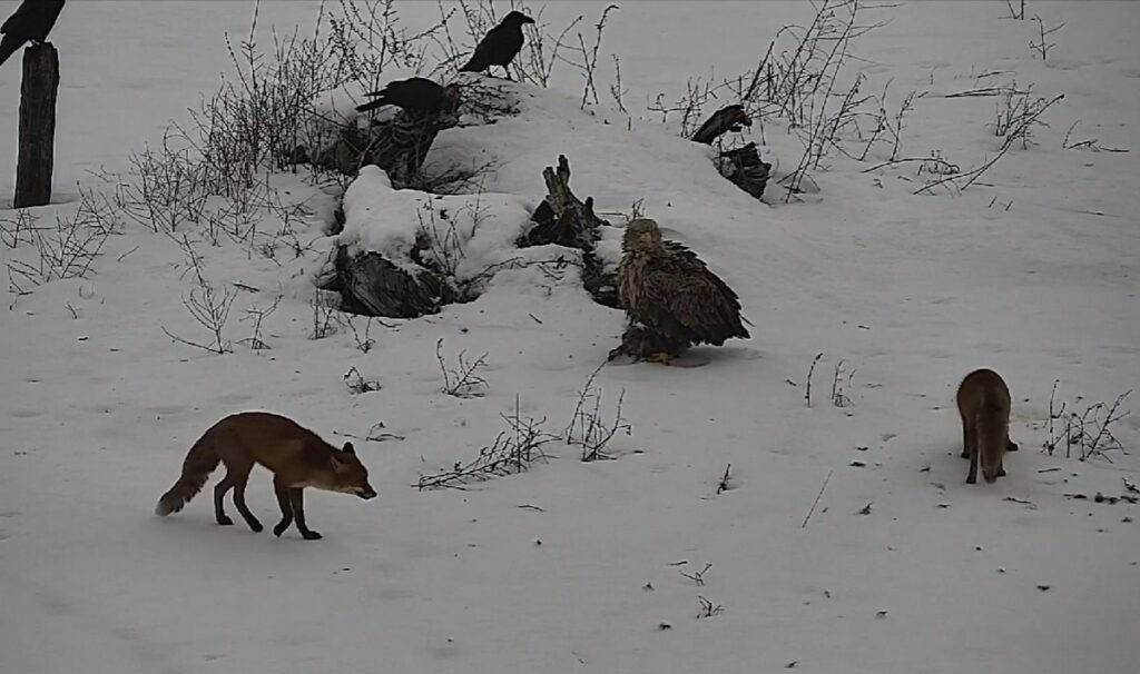 Лиса и орёл чуть не подрались на белорусско-литовской границе из-за еды