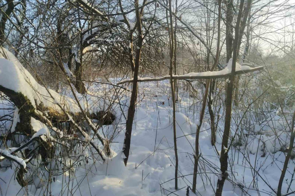 Петли стали активно использовать браконьеры в условиях снежной зимы