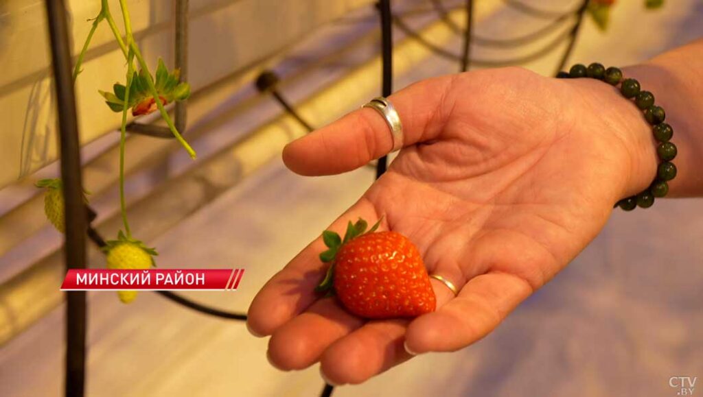 клубника в феврале