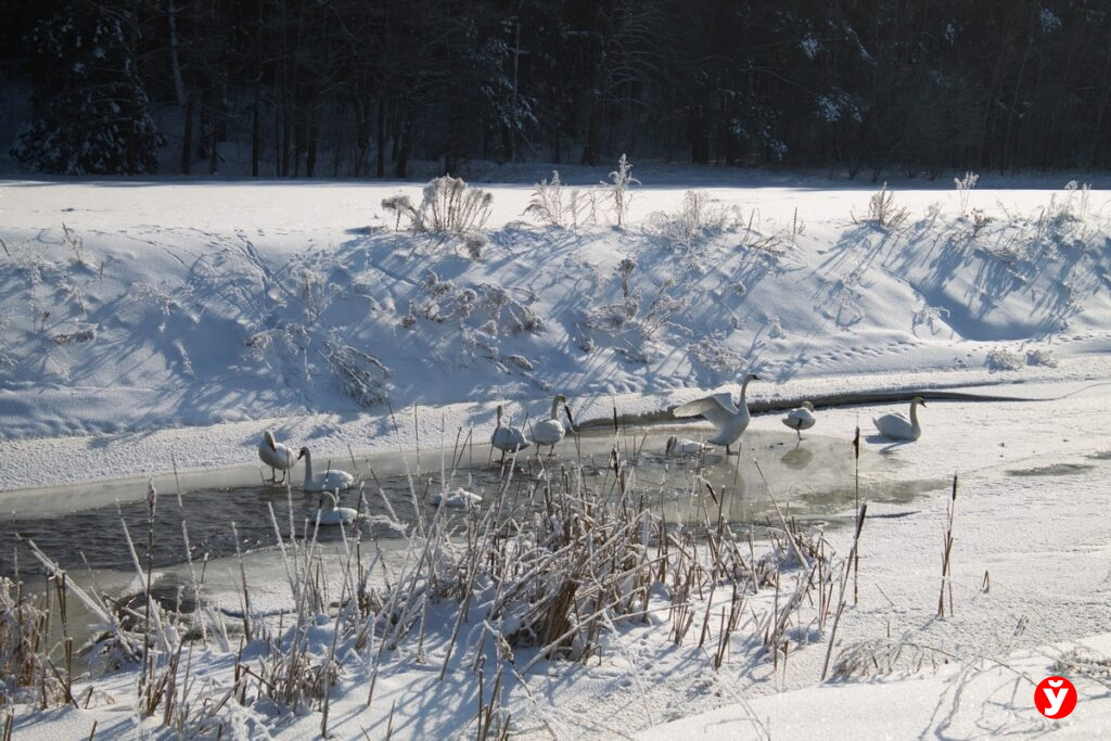 Утки и лебеди сообща зимуют на Цне
