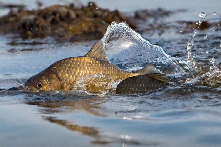 На Минщине с 1 апреля стартует нерестовый запрет. Что нужно знать рыбакам
