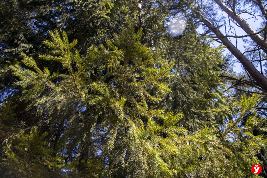 Пенсионерка потерялась в лесу под Пуховичами – ее искали несколько часов 28 человек