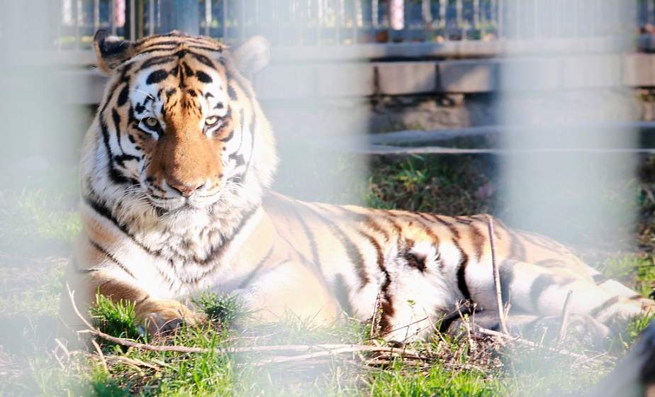 «Голодный день»: почему в Гродненском зоопарке большие кошки остаются без мяса раз в неделю
