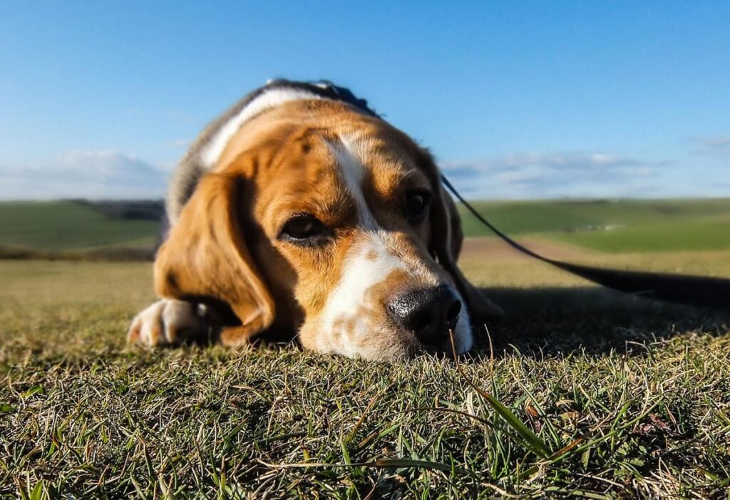 Белорусский кинолог рассказала, как защитить собаку от весенних клещей