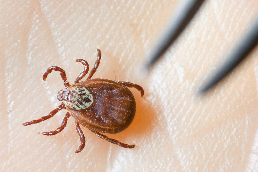 «Я думала — комар. Оказалось — клещ»: история одного укуса