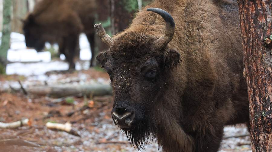В Польше поезд насмерть сбил трёх зубров из Беловежской пущи