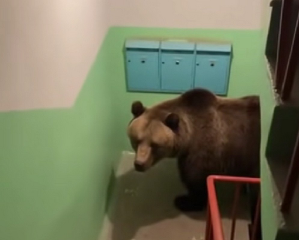 Медведь в подъезде, воронка во дворе и морская катастрофа – всё сгенерировано нейросетью