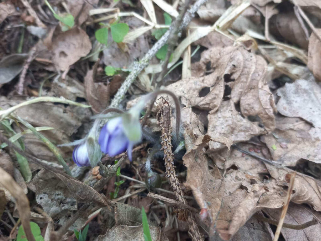 В Беловежской пуще появились первоцветы