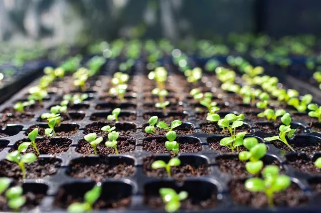 Посеяли семена, а ростков нет? Что мешает расти рассаде