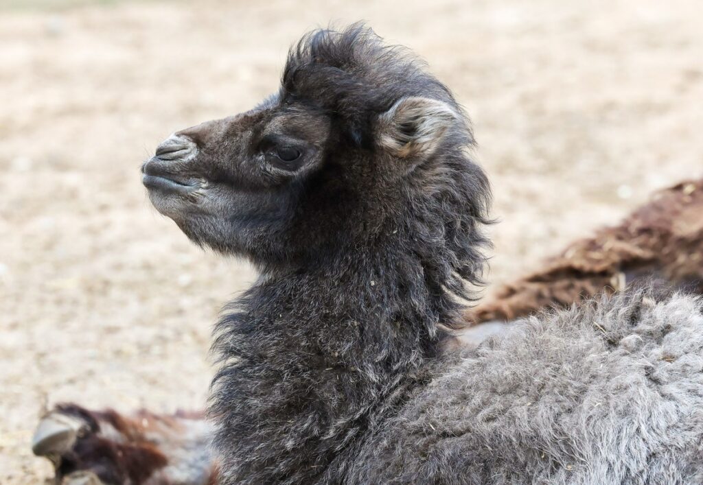 В Витебском зоопарке впервые родился верблюжонок — увидят ли его посетители?
