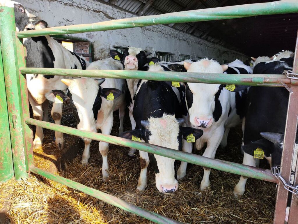 «Декретный отпуск» для коров практикуют в Смолевичском райагросервисе