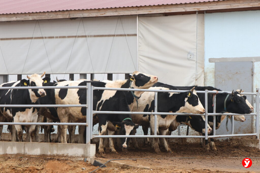 Нестановичи