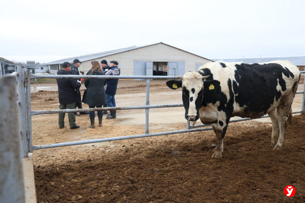 Новые телятники, мастерские и ЗСК: что изменится в «Нестановичах-Агро» к 17 сентября