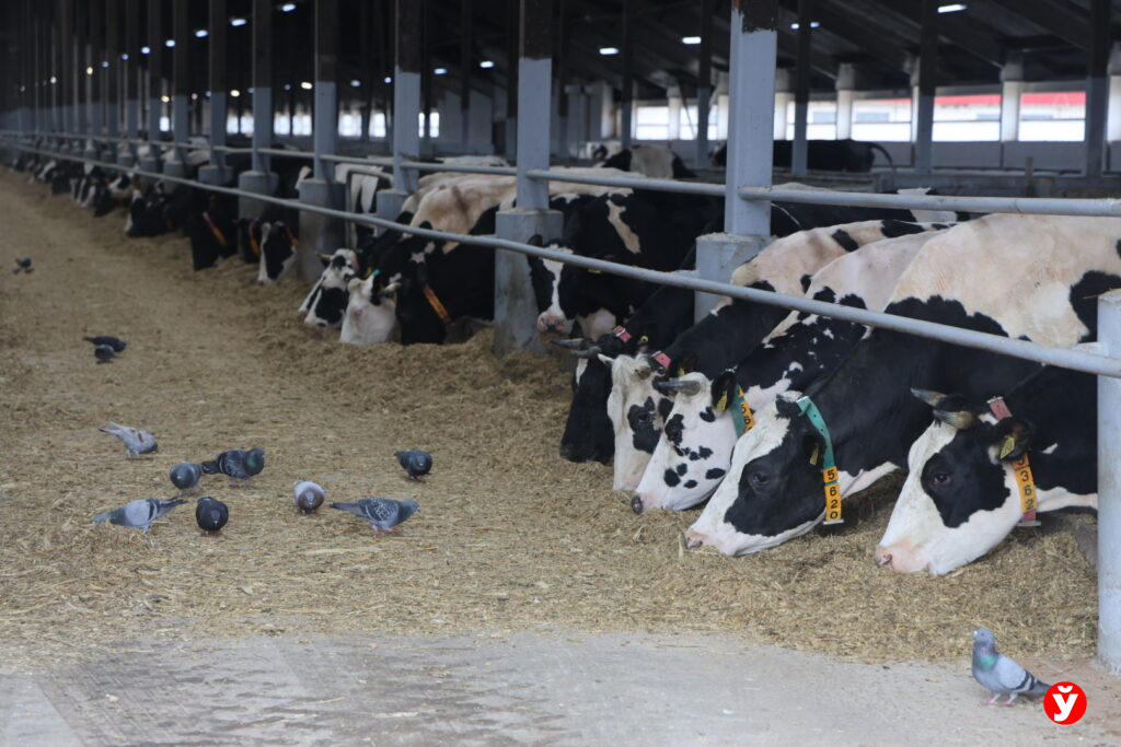 Нестановичи