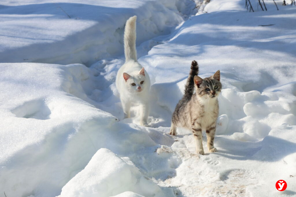 8 Марта в Беларуси потеплеет до плюс 15