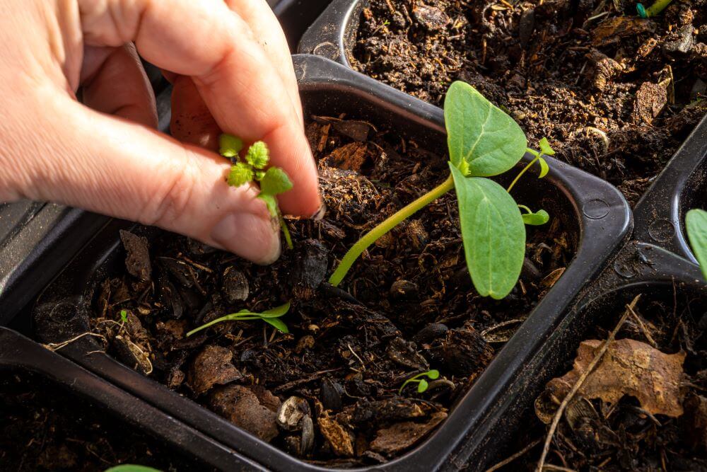 Белоруска рассказала, какую рассаду лучше не покупать