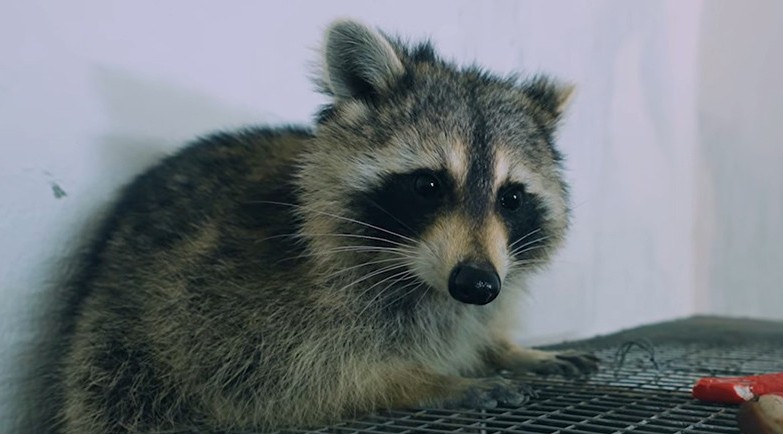 У девочки-енота, приехавшей в Беларусь из США, появился потенциальный жених