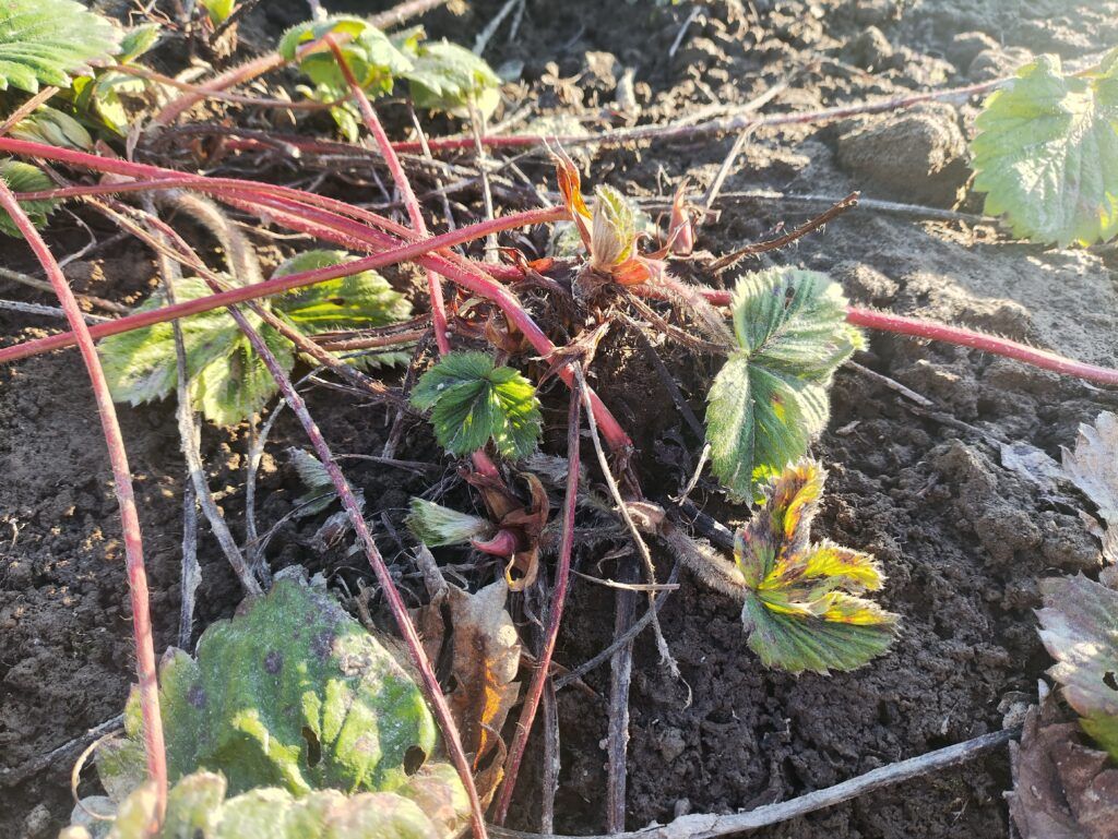 Клубника после зимы: как правильно ухаживать за грядками весной – пошаговая инструкция